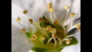 USB Microscope - Flowers and creatures 2020