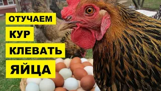 7 СПОСОБОВ Как отучить курицу клевать яйца | Почему куры клюют яйца | Куры