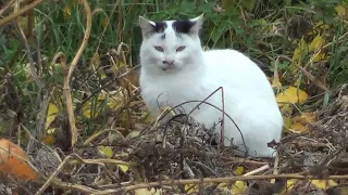 Знову Русь та Візантія! Крайній осінній коп на городах