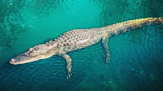 Crocodiles VS Sharks: Who Is The Ultimate Predator? | The Predator's Bay | Real Wild