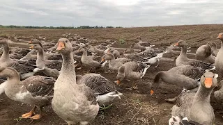 Серая тамбовская после Линдовской// 2,5 месяца от роду// Первые выводы