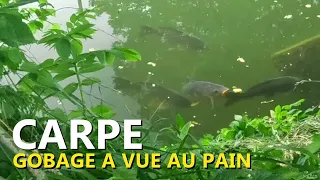 Des carpes en frénésie totale qui prennent notre pain devant nous