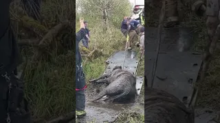 Firefighters rescued a cow that was stuck in a bog in Mist, Oregon