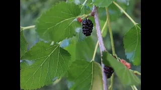 How to Identify a Mulberry Tree
