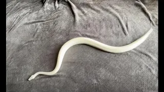 Snake can’t get traction on fleece blanket = snake treadmill!