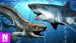 Warum Sich Haie In 400 Millionen Jahren Kaum Verändert Haben