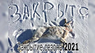 Охота на зайца 2021 /Закрытие сезона на зайца/ Заяц был пойман и наказан!!!