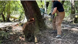 Felling a Leaning Tree to Make a Fat Sack of Firewood