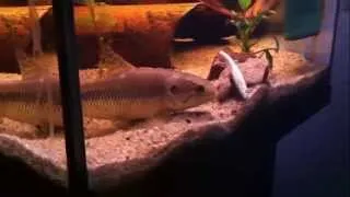 Wolf fish feeding time