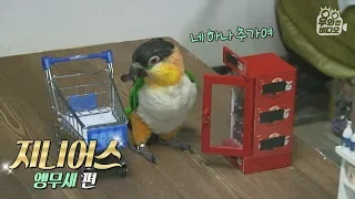 Genius Parrot Shops in the Grocery Market like a Person