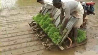 Machine Transplantation of Paddy