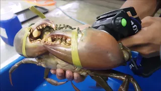 Using the candle light test to check for the fullness of the crab