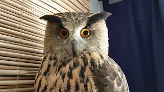 A sleepy owl - a quintessence of sweetness