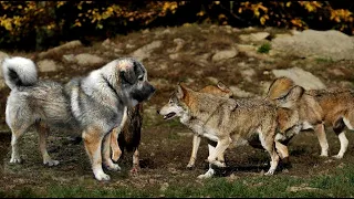 Wolves meet dogs.Dogs fight wolves.wolf meets dog