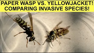 YELLOWJACKET VS. PAPER WASP! RESCUING QUEENS AND COMPARING INVASIVE SPECIES! VESPULA AND POLISTES!