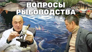 Ихтиопатолог про выращивание рыб в прудах  Разведение Ерша, Осетра, Окуня  Болезни рыб, рыбоводство