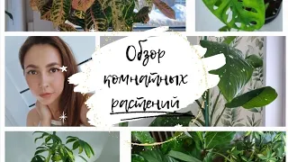 Обзор комнатных растений🌿