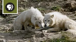 Wolf Pups Nursed by Two Mothers