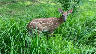 Whitetail Deer Fawn Up Close @ The Hillbilly Hoarder