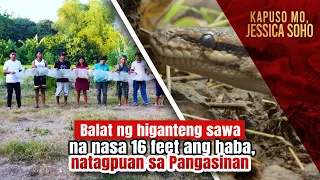 Giant snake skin, measuring 16 feet, discovered in Pangasinan | Kapuso Mo, Jessica Soho