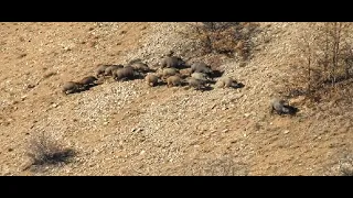Crowded Herd Wild Boars Hunts / Domuz Avı 2020