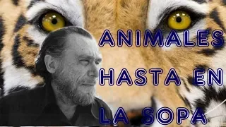 ANIMALES  HASTA EN LA SOPA.  Bukowski