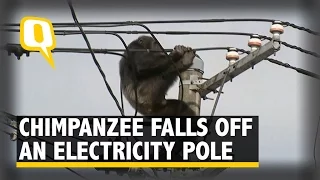 The Quint: Angry Chimp Flees Japan Zoo, Caught After Falling From Power Pole