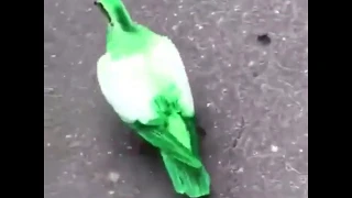 Зеленый голубь в Москве