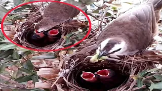 Yellow vented bulbul Birds bring blue locusts to their babies to eat#bird