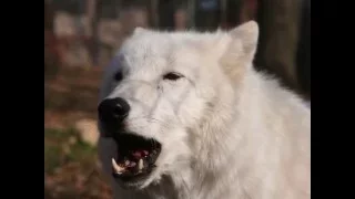 Opening Hearts and Minds with His Howl