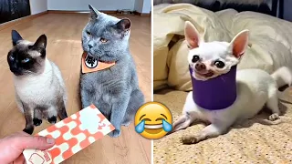 Funniest Animals 2023 🤣 - Funny Cats and Dogs 😹🐶  -Funny Animal Videos 😂#61