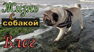 Жизнь с СОБАКОЙ, как она есть !!! Мопс.