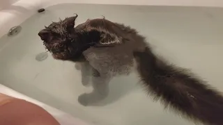 Maine Coon Swimming - Maine Coon Norman is taking a bath