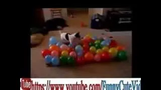 Funny Cat Compilation    Animals can be Jerks