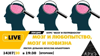 Вячеслав Дубынин| Мозг и любопытство, мозг и новизна