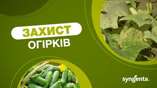 Захист огірків