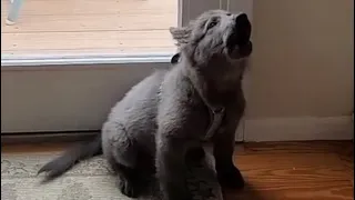 Blue Bay Shepherd Practicing Her Howling 🐺🐾