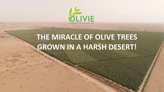 Why OLIVIE is THE world's highest polyphenols olive oil ? Desert suffering olive trees antioxidants