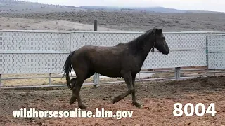 Wild Horse Adoption March 2024