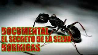 DOCUMENTAL | EL SECRETO DE LA SELVA: LAS HORMIGAS | HORMIGAS | MIRMECOLOGIA