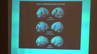 Corrado Sinigaglia: Il cervello sociale