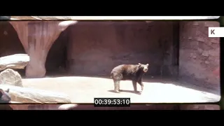 1960s USA, San Diego Zoo, Home Movies