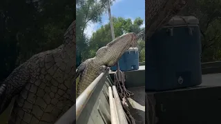 GIANT ALLIGATOR KILL - HUNTING in LOUISIANA - our winch COULD NOT TAKE THE WEIGHT