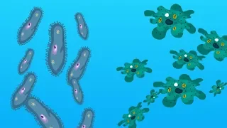 Едноклетъчни организми - Човекът и природата 5 клас | academico