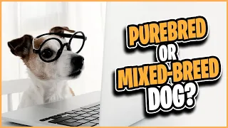 Purebred or Mixed breed Dog?  What to know BEFORE you DECIDE!