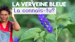 Connais- tu la Verveine bleue? #plantesauvage