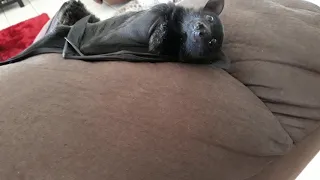 When James Your Baby Bat Is So Cute He Can Do Whatever He Wants.