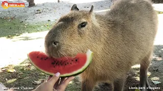 Вкусный арбуз для милого Капитошки. Капибара. Тайган. Life capybara Kapitoshka in Taigan