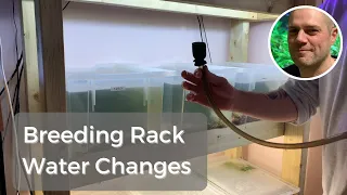 How, When, & Why to Water Change Your Cherry Shrimp Tanks