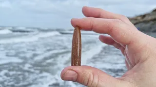 [4K UHD] Was finde ich auf dem Darß? - Fossilien suchen an der Ostsee #10